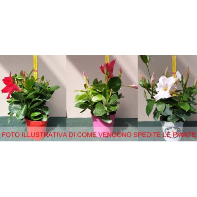 ALTRO 3 Piante Di Dipladenia In Mix Di Colori Assortiti Vaso 10cm ALTRO 3 Piante Di Dipladenia In Mix Di Colori Assortiti Vaso 10cm