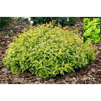 ALTRO Abelia Grandiflora Kaleidoscope Vaso 17cm ALTRO Abelia Grandiflora Kaleidoscope Vaso 17cm