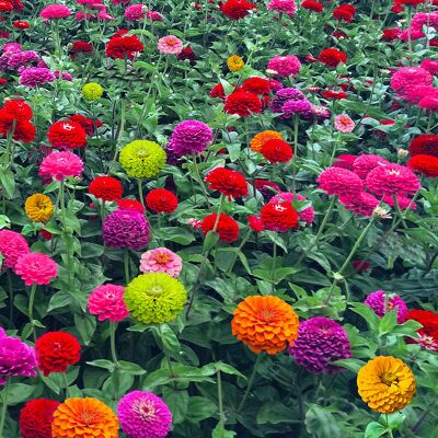 AULEDIO Semi Di Zinnia Colorati – 1000 Semi – Zinnia – Facile Da Seminare – Ideale Per Giardino, Aiuole E Coltivazione In Vaso AULEDIO Semi Di Zinnia Colorati – 1000 Semi – Zinnia – Facile Da Seminare – Ideale Per Giardino, Aiuole E Coltivazione In Vaso