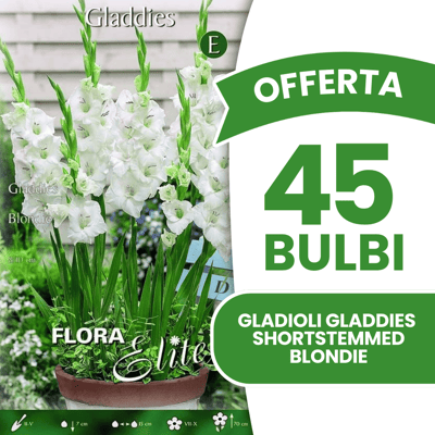 ALTRO Offerta 45 Bulbi Gladioli Gladdies Blondie ALTRO Offerta 45 Bulbi Gladioli Gladdies Blondie