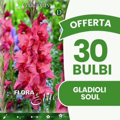 ALTRO Offerta 30 Bulbi Gladioli Soul ALTRO Offerta 30 Bulbi Gladioli Soul