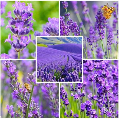 AULEDIO 250g Semi Pianta Lavanda – Erba Perenne Fiori Profumati AULEDIO 250g Semi Pianta Lavanda – Erba Perenne Fiori Profumati
