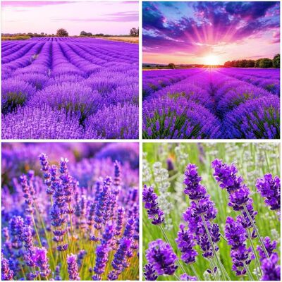 AULEDIO Semi Di Lavanda Da Seminare 50 G – Lavanda Annuale – Attrae Insetti Impollinatori – Resistente Al Gelo – Per Balcone, Cortile E Giardino AULEDIO Semi Di Lavanda Da Seminare 50 G – Lavanda Annuale – Attrae Insetti Impollinatori – Resistente Al Gelo – Per Balcone, Cortile E Giardino