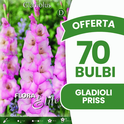 ALTRO Offerta 70 Bulbi Gladioli Priss ALTRO Offerta 70 Bulbi Gladioli Priss