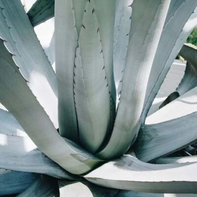 ALTRO Agave Americana In Vaso Da 18cm ALTRO Agave Americana In Vaso Da 18cm