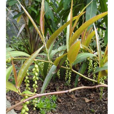 ALTRO Stachyurus Salicifolia Vaso 17cm ALTRO Stachyurus Salicifolia Vaso 17cm