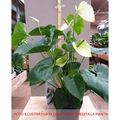 ALTRO Anthurium Alaska Bianco In Vaso 17cm ALTRO Anthurium Alaska Bianco In Vaso 17cm