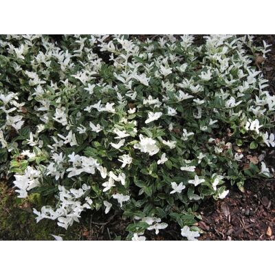 ALTRO Euonymus Fortunei Harlequin Vaso 17cm ALTRO Euonymus Fortunei Harlequin Vaso 17cm