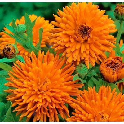 KAKET Semi Calendula Arancia 1000 – Fiori Da Giardino, Piante Decorative, Fioritura Lunga Durata KAKET Semi Calendula Arancia 1000 – Fiori Da Giardino, Piante Decorative, Fioritura Lunga Durata