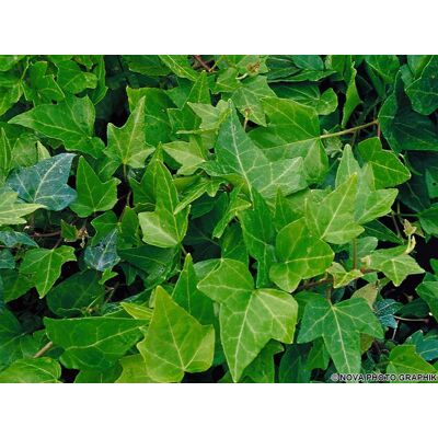 ALTRO 1 Pianta Di Hedera Helix Shamrock In Vaso 17cm ALTRO 1 Pianta Di Hedera Helix Shamrock In Vaso 17cm