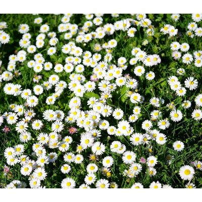 AULEDIO Semi Di Camomilla – 2000 Semi – Piccoli Fiori Simili A Margherite – Coltivazione Interna Ed Esterna – Facili Da Coltivare – Pianta Perenne Resistente Al Gelo AULEDIO Semi Di Camomilla – 2000 Semi – Piccoli Fiori Simili A Margherite – Coltivazione Interna Ed Esterna – Facili Da Coltivare – Pianta Perenne Resistente Al Gelo