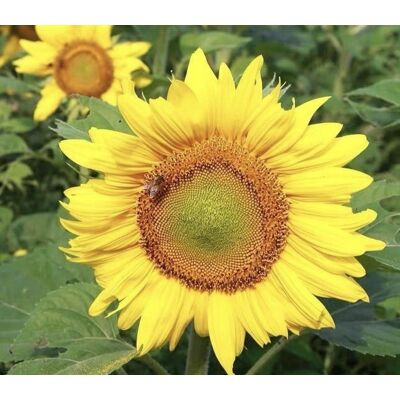 AULEDIO Semi Di Girasole Gialli, 500 Semi – Attrae Insetti Impollinatori – Fiori Colorati – Ideale Per Cortile, Esterni E Giardino AULEDIO Semi Di Girasole Gialli, 500 Semi – Attrae Insetti Impollinatori – Fiori Colorati – Ideale Per Cortile, Esterni E Giardino