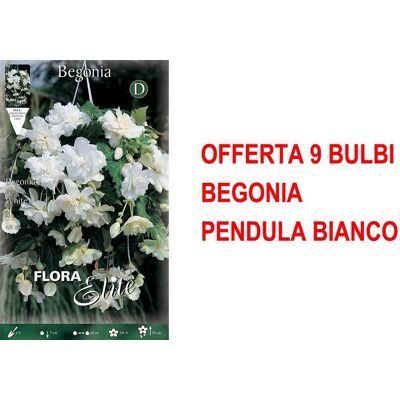 ALTRO Offerta 9 Bulbi Begonia Pendula Bianco ALTRO Offerta 9 Bulbi Begonia Pendula Bianco