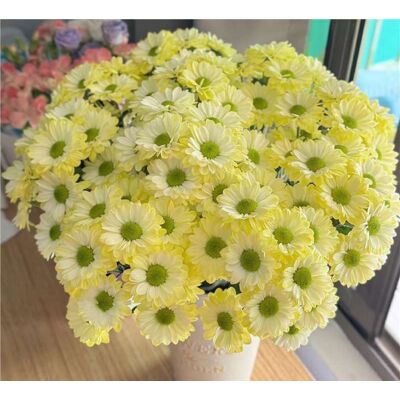 AULEDIO Semi Di Piccole Margherite Gialle Anji 2000 – Fioritura Abbondante – Adatto Per Giardino, Balcone E Vasi – Decorazione Da Giardino Esterno AULEDIO Semi Di Piccole Margherite Gialle Anji 2000 – Fioritura Abbondante – Adatto Per Giardino, Balcone E Vasi – Decorazione Da Giardino Esterno