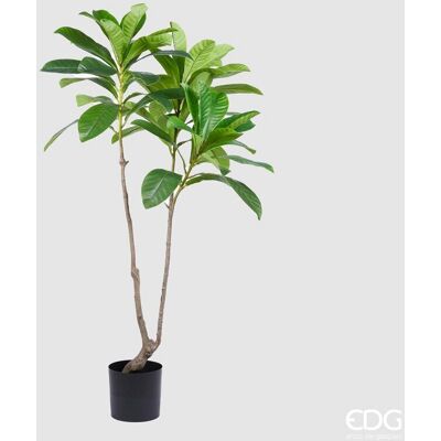 EDG Enzo De Gasperi Pianta Artificiale Nespolo Giapponese Chic X3 Con Vaso H 150 Cm – Pianta Decorativa Realistica Design Moderno EDG Enzo De Gasperi Pianta Artificiale Nespolo Giapponese Chic X3 Con Vaso H 150 Cm – Pianta Decorativa Realistica Design Moderno