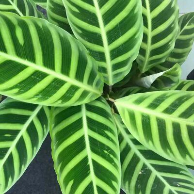 ALTRO Calathea Zebrina In Vaso Da 19cm ALTRO Calathea Zebrina In Vaso Da 19cm