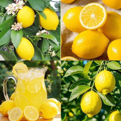 AULEDIO 20 Pz Semi Di Limone Facili Da Coltivare – Semi Da Frutto Per Principianti AULEDIO 20 Pz Semi Di Limone Facili Da Coltivare – Semi Da Frutto Per Principianti