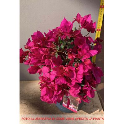ALTRO Bougainvillea Sanderiana Fucsia Vaso 19cm ALTRO Bougainvillea Sanderiana Fucsia Vaso 19cm