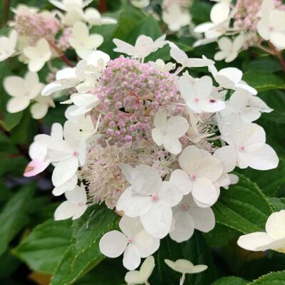 ALTRO Hydrangea Paniculata Confetti In Vaso Da 18cm ALTRO Hydrangea Paniculata Confetti In Vaso Da 18cm