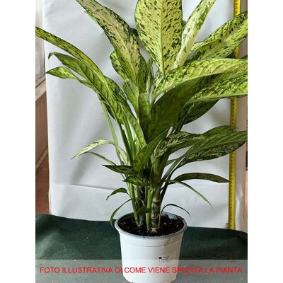 ALTRO 1 Pianta Di Dieffenbachia Vesuvio Vaso 17cm Pianta Da Appartamento ALTRO 1 Pianta Di Dieffenbachia Vesuvio Vaso 17cm Pianta Da Appartamento