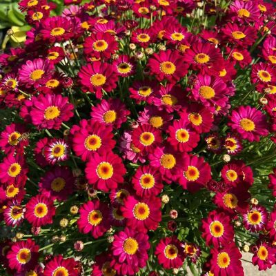 AULEDIO Semi Di Piccole Margherite Rosse Sole Ardente 10000 – Fioritura Abbondante – Adatto Per Giardino, Balcone E Vasi – Decorazione Da Giardino Esterno AULEDIO Semi Di Piccole Margherite Rosse Sole Ardente 10000 – Fioritura Abbondante – Adatto Per Giardino, Balcone E Vasi – Decorazione Da Giardino Esterno