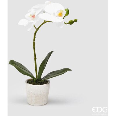 EDG Enzo De Gasperi Orchidea Phalaenopsis Pianta Con Vaso Artificiale H 33 Cm White EDG Enzo De Gasperi Orchidea Phalaenopsis Pianta Con Vaso Artificiale H 33 Cm White