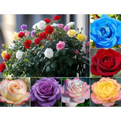 AULEDIO 240 Pz Semi Di Rosa Facili Da Coltivare – Semi Per Principianti + Fertilizzante AULEDIO 240 Pz Semi Di Rosa Facili Da Coltivare – Semi Per Principianti + Fertilizzante