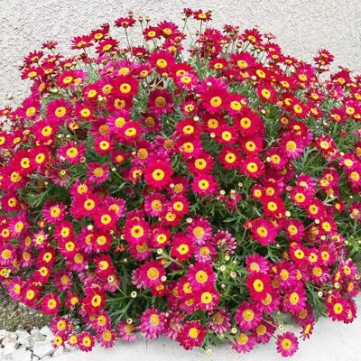 AULEDIO Semi Di Piccole Margherite Rosse Sole Ardente 2000 – Fioritura Abbondante – Adatto Per Giardino, Balcone E Vasi – Decorazione Da Giardino Esterno AULEDIO Semi Di Piccole Margherite Rosse Sole Ardente 2000 – Fioritura Abbondante – Adatto Per Giardino, Balcone E Vasi – Decorazione Da Giardino Esterno