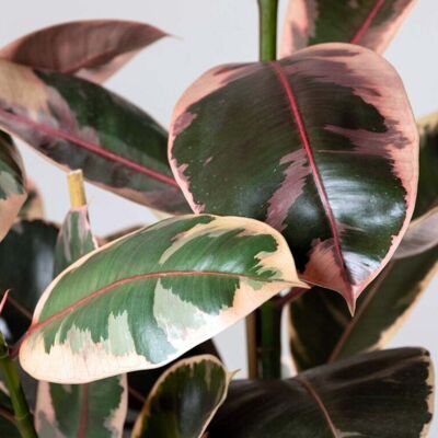 ALTRO Ficus Elastica Belize In Vaso Da 21cm ALTRO Ficus Elastica Belize In Vaso Da 21cm