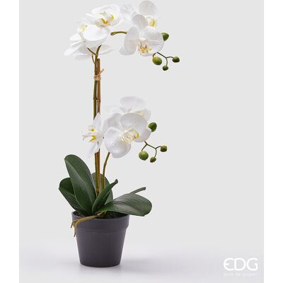 EDG Enzo De Gasperi Orchidea Phalaenopsis Con Vaso Ramo X2 Artificiale H 53 Cm White EDG Enzo De Gasperi Orchidea Phalaenopsis Con Vaso Ramo X2 Artificiale H 53 Cm White