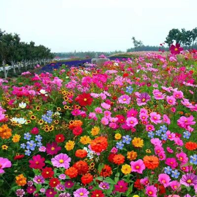 AULEDIO Semi Misti Di Fiori Selvatici 100 G – Semi Per Giardino E Esterni – Facili Da Piantare – Lunga Fioritura – Decorativi AULEDIO Semi Misti Di Fiori Selvatici 100 G – Semi Per Giardino E Esterni – Facili Da Piantare – Lunga Fioritura – Decorativi