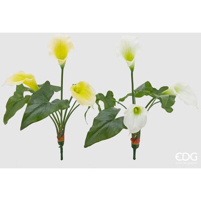 EDG Enzo De Gasperi Calla Bell Cespuglio A 3 Fiori H 45 Cm Bianco Giallo 1 Pz EDG Enzo De Gasperi Calla Bell Cespuglio A 3 Fiori H 45 Cm Bianco Giallo 1 Pz
