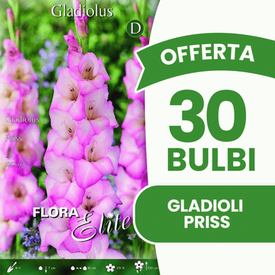 ALTRO Offerta 30 Bulbi Gladioli Priss ALTRO Offerta 30 Bulbi Gladioli Priss