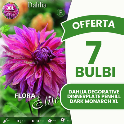 ALTRO Offerta 7 Bulbi Dahlia Decorative 'dinnerplate' Penhill Dark Monarch Xl ALTRO Offerta 7 Bulbi Dahlia Decorative 'dinnerplate' Penhill Dark Monarch Xl