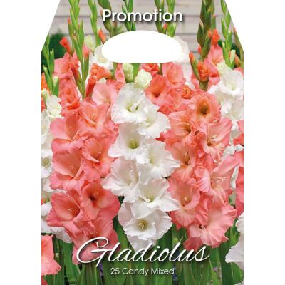ALTRO Gladioli Candy Mixed (confezione Da 25 Bulbi) ALTRO Gladioli Candy Mixed (confezione Da 25 Bulbi)