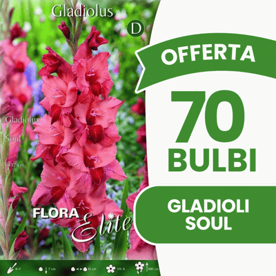 ALTRO Offerta 70 Bulbi Gladioli Soul ALTRO Offerta 70 Bulbi Gladioli Soul