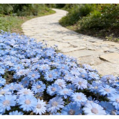 AULEDIO Semi Di Piccole Margherite Blu Lanma 10000 – Fioritura Abbondante – Adatto Per Giardino, Balcone E Vasi – Decorazione Da Giardino Esterno AULEDIO Semi Di Piccole Margherite Blu Lanma 10000 – Fioritura Abbondante – Adatto Per Giardino, Balcone E Vasi – Decorazione Da Giardino Esterno
