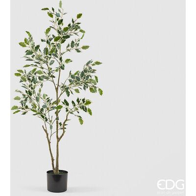 EDG Enzo De Gasperi Pianta Artificiale Ficus Vogue Con Vaso H120 Cm Verde Chiaro – Pianta Decorativa Realistica Design Moderno EDG Enzo De Gasperi Pianta Artificiale Ficus Vogue Con Vaso H120 Cm Verde Chiaro – Pianta Decorativa Realistica Design Moderno