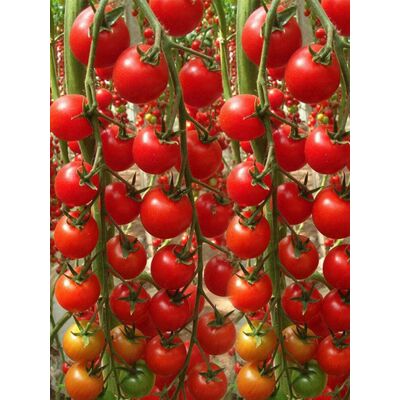 AULEDIO 200 Pz Semi Di Pomodoro Ciliegino Facili Da Coltivare – Semi Da Orto Per Principianti AULEDIO 200 Pz Semi Di Pomodoro Ciliegino Facili Da Coltivare – Semi Da Orto Per Principianti