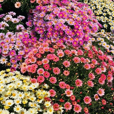 AULEDIO Semi Di Piccole Margherite Multicolore 10000 – Fioritura Abbondante – Adatto Per Giardino, Balcone E Vasi – Decorazione Da Giardino Esterno AULEDIO Semi Di Piccole Margherite Multicolore 10000 – Fioritura Abbondante – Adatto Per Giardino, Balcone E Vasi – Decorazione Da Giardino Esterno