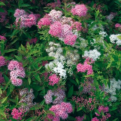 ALTRO Spiraea Japonica Genpei In Vaso Da 15cm ALTRO Spiraea Japonica Genpei In Vaso Da 15cm