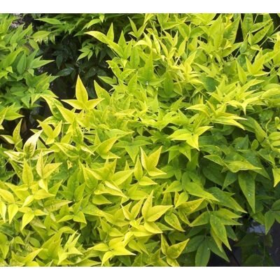 ALTRO Nandina In Vaso Da 19cm ALTRO Nandina In Vaso Da 19cm