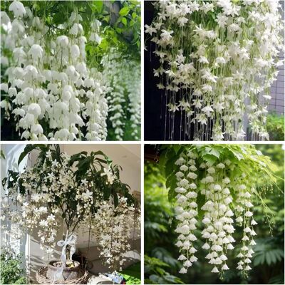 AULEDIO Semi Di Gelsomino Rampicante 1000 Pcs – Pianta Profumata, Facile Da Coltivare Per Giardino E Terrazza AULEDIO Semi Di Gelsomino Rampicante 1000 Pcs – Pianta Profumata, Facile Da Coltivare Per Giardino E Terrazza