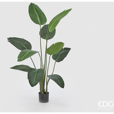 EDG Enzo De Gasperi Strelitzia Chic Con Vaso Artificiale H 150 Cm Green EDG Enzo De Gasperi Strelitzia Chic Con Vaso Artificiale H 150 Cm Green