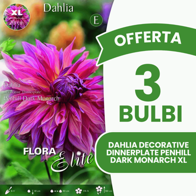 ALTRO Offerta 3 Bulbi Dahlia Decorative 'dinnerplate' Penhill Dark Monarch Xl ALTRO Offerta 3 Bulbi Dahlia Decorative 'dinnerplate' Penhill Dark Monarch Xl