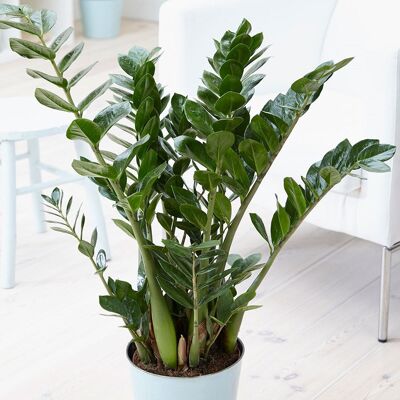 ALTRO Zamioculcas In Vaso 21cm ALTRO Zamioculcas In Vaso 21cm