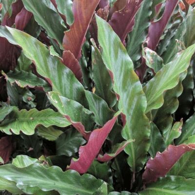 ALTRO Calathea Rufibarba Wavestar In Vaso Da 18cm ALTRO Calathea Rufibarba Wavestar In Vaso Da 18cm