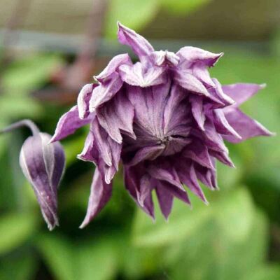 ALTRO Clematis Vitic Mary Rose In Vaso Da 16cm ALTRO Clematis Vitic Mary Rose In Vaso Da 16cm