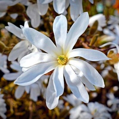 ALTRO Magnolia Stellata In Vaso Da 21cm ALTRO Magnolia Stellata In Vaso Da 21cm