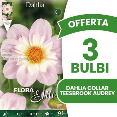 ALTRO Offerta 3 Bulbi Dahlia Collar Teesbrook Audrey ALTRO Offerta 3 Bulbi Dahlia Collar Teesbrook Audrey